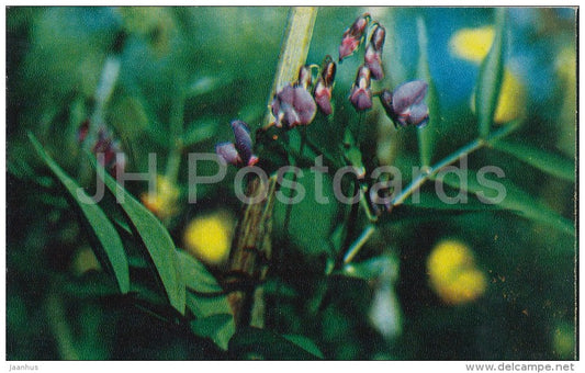 Spring Vetchling - Lathyrus vernus - flower - Flowers of Russia - 1972 - Russia USSR - unused - JH Postcards