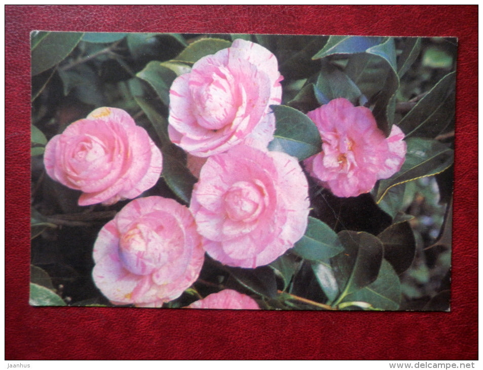 Greeting Card - camelia - flowers - 1972 - Russia USSR - used - JH Postcards