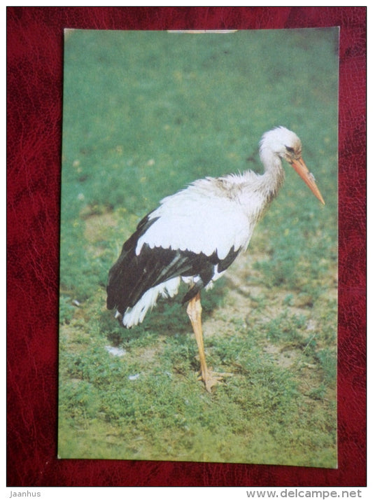 White Crane - birds - Riga Zoo - animals - 1980 - Latvia USSR - unused - JH Postcards