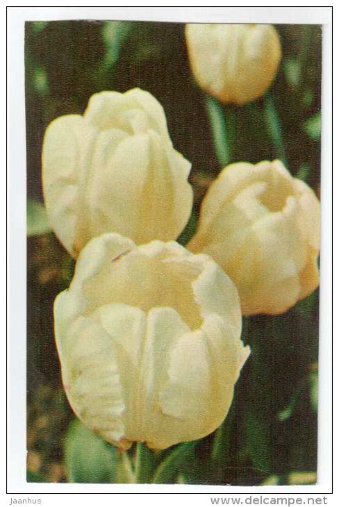 White Parrot - Tulips - flowers - 1975 - Russia USSR - unused - JH Postcards