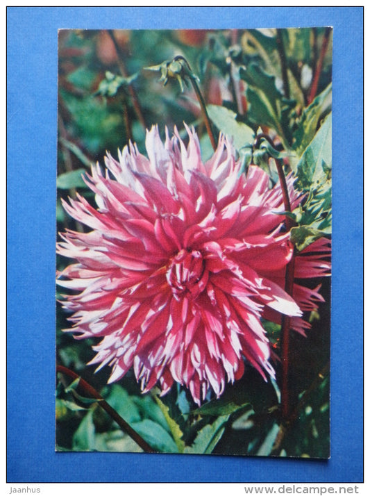 Fedra - dahlia - flowers - 1974 - Russia USSR - unused - JH Postcards