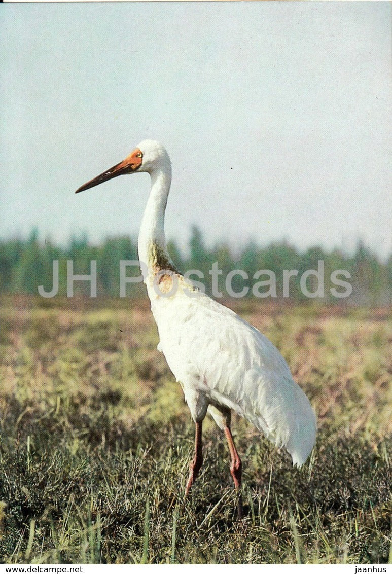 Siberian crane - Grus leucogeranus - birds - 1988 - Russia USSR - unused - JH Postcards