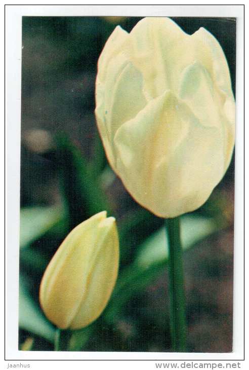 White Angel - Tulips - flowers - 1975 - Russia USSR - unused - JH Postcards