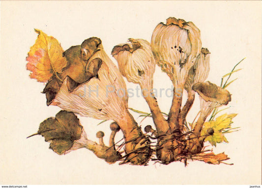 Common Funnel Mushroom - Clitocybe - illustration by A. Shipilenko - Mushrooms - 1976 - Russia USSR - unused - JH Postcards