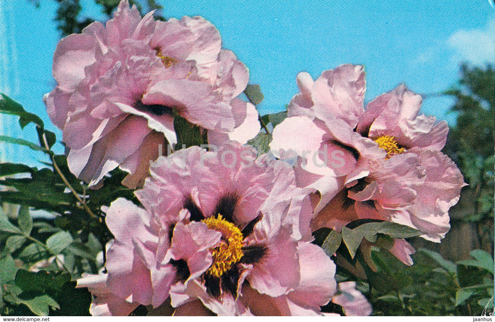 Masquerade - Peonies - flowers - 1977 - Russia USSR - unused - JH Postcards