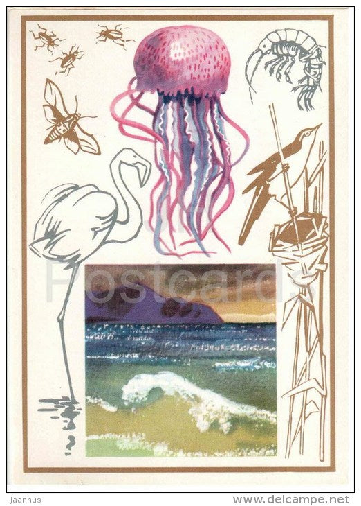 jellyfish - flamingo - birds - Local Weather Forecasters - 1974 - Russia USSR - unused - JH Postcards