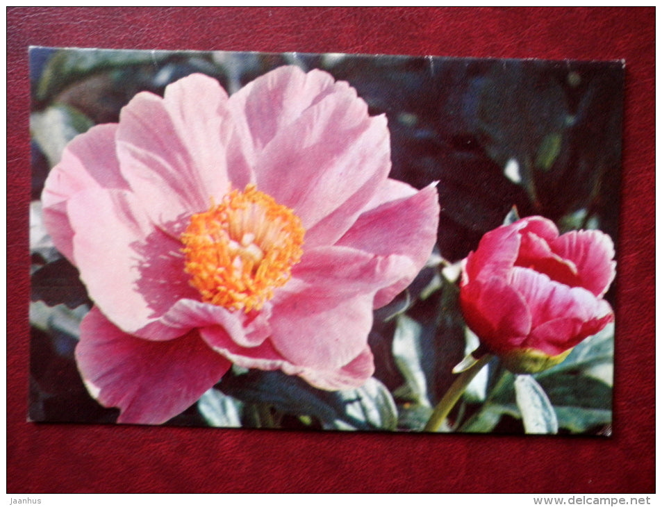 Greeting Card - peonies - flowers - 1972 - Russia USSR - used - JH Postcards