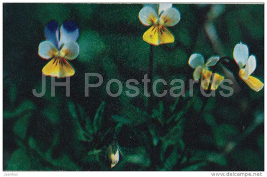 Pansies - Viola tricolor - flower - Flowers of Russia - 1972 - Russia USSR - unused - JH Postcards