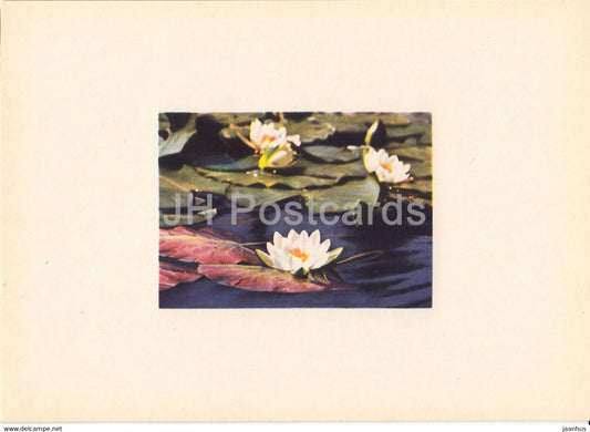 White Water Lily - Nymphaea candida - plants - flowers - Latvia USSR - unused - JH Postcards