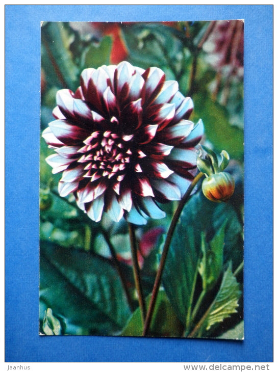 Phantom - dahlia - flowers - 1974 - Russia USSR - unused - JH Postcards