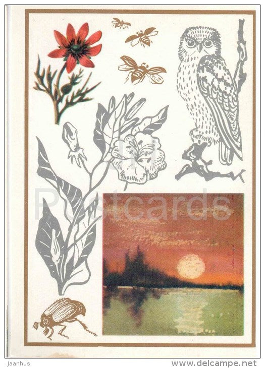 gray owl - Melolontha - adonis - evening primrose - ground beetle - In the Evening - 1974 - Russia USSR - unused - JH Postcards