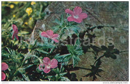 Wood cranesbill - Geranium sylvaticum - flower - Flowers of Russia - 1972 - Russia USSR - unused - JH Postcards