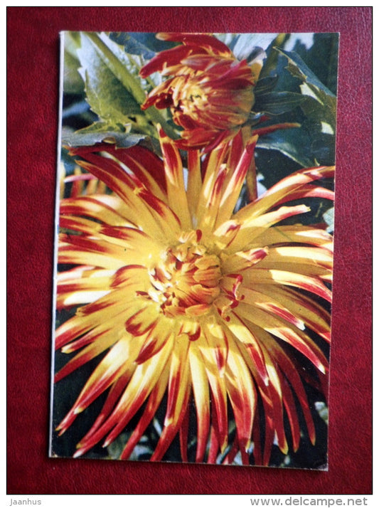 Greeting Card - dahlia Spark - flowers - 1972 - Russia USSR - unused - JH Postcards