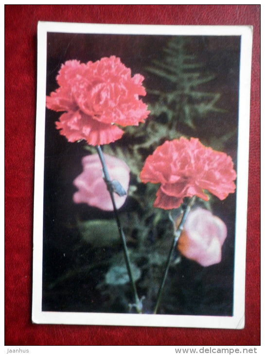 Greeting Card - crnation - flowers - 1971 - Russia USSR - used - JH Postcards