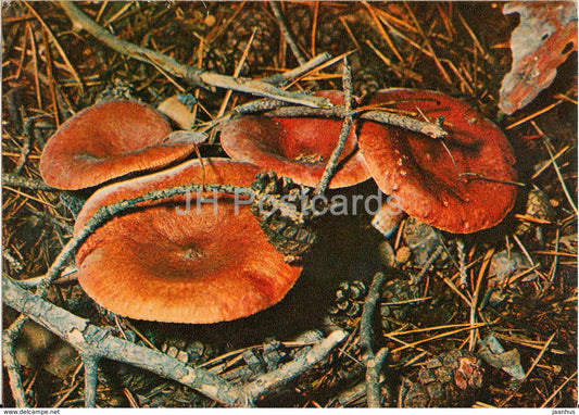 Rufous Milkcap Mushroom - Lactarius rufus - Mushrooms - 1980 - Russia USSR - unused - JH Postcards