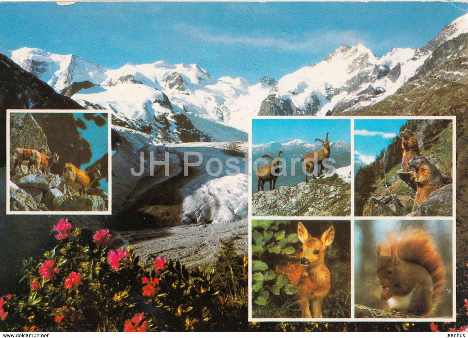 Berninagruppe - Engadin - animals - squirrel - deer - 20141 - 1991 - Switzerland - used - JH Postcards