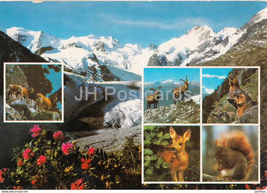 Berninagruppe - Engadin - animals - squirrel - deer - 20141 - 1991 - Switzerland - used - JH Postcards