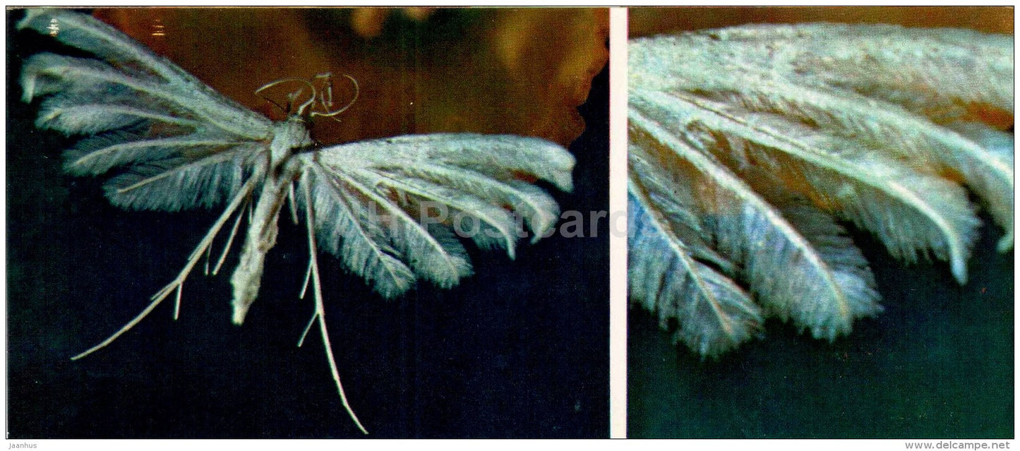 Plume Moth - Alucita pentadactyla - moth - butterfly - 1976 - Russia USSR - unused - JH Postcards