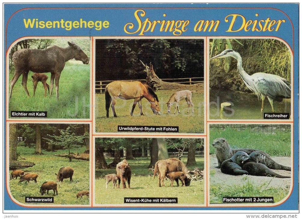 Springe am Deister Wisentgehege - elk - wild boar - Elch - Spr 0167 - Germany - 1992 gelaufen - JH Postcards