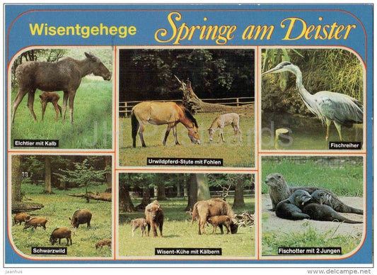 Springe am Deister Wisentgehege - elk - wild boar - Elch - Spr 0167 - Germany - 1992 gelaufen - JH Postcards