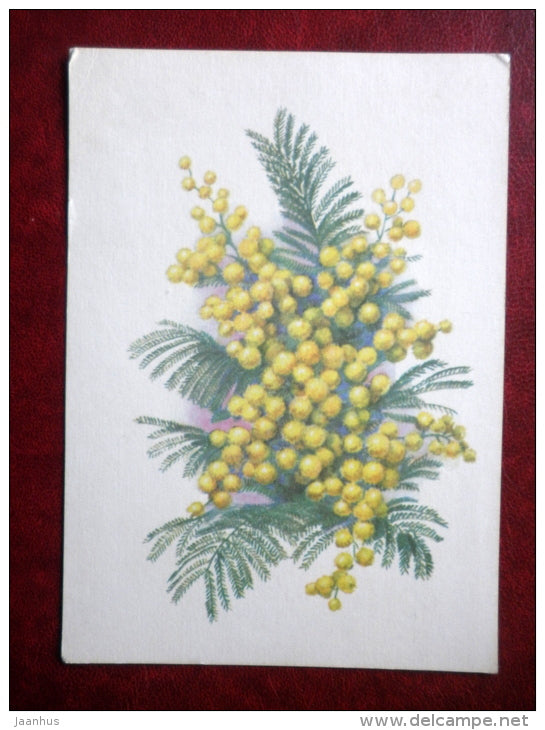 Greeting Card - mimosa - flowers - 1972 - Estonia USSR - used - JH Postcards