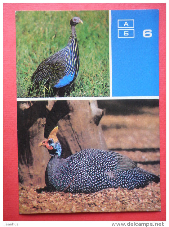 Vulturine guineafowl - Helmeted guineafowl - Moscow Zoo Birds - 1988 - Russia USSR - unused - JH Postcards