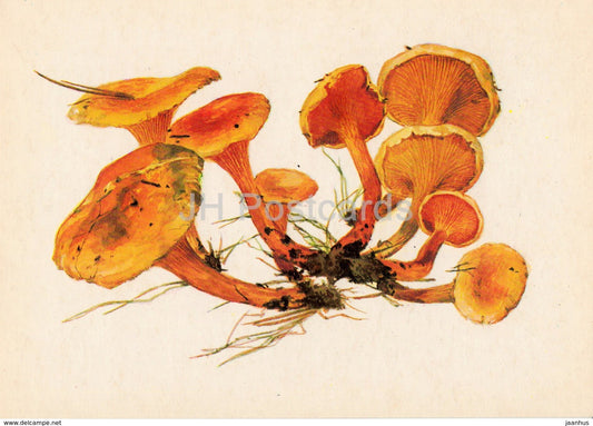 False chanterelle - Hygrophoropsis aurantiaca - illustration by A. Shipilenko - Mushrooms - 1976 - Russia USSR - unused - JH Postcards