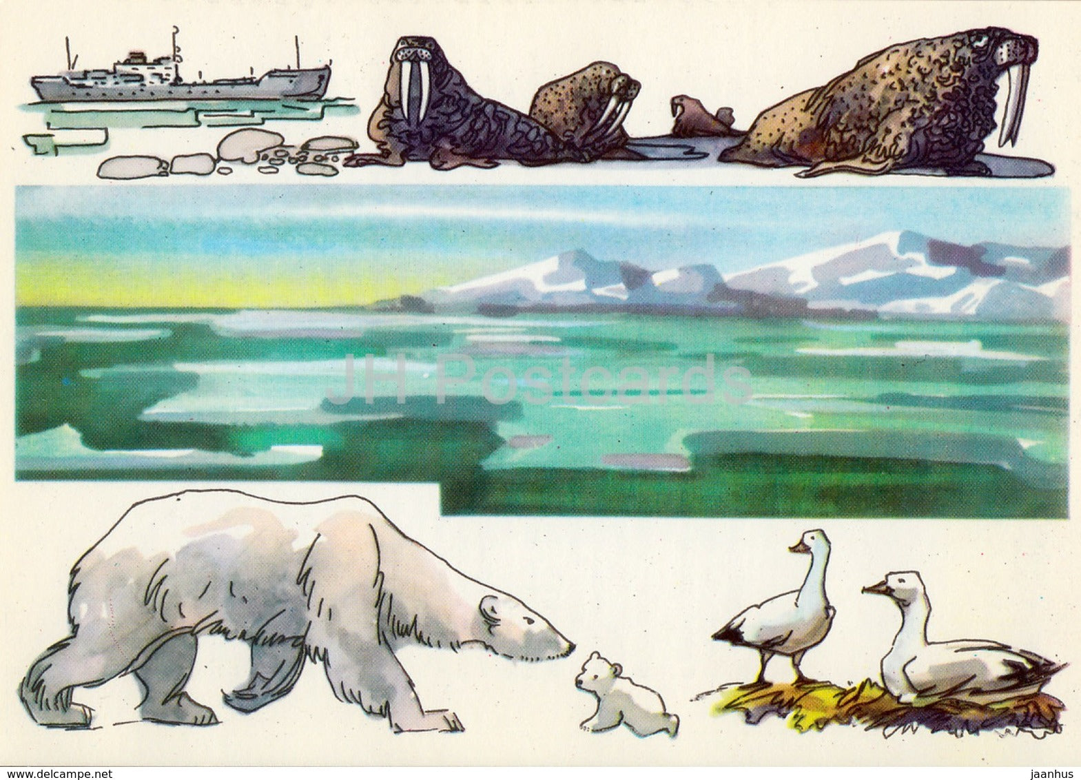 walrus - polar bear - Wrangel Island - 1975 - Russia USSR - unused - JH Postcards