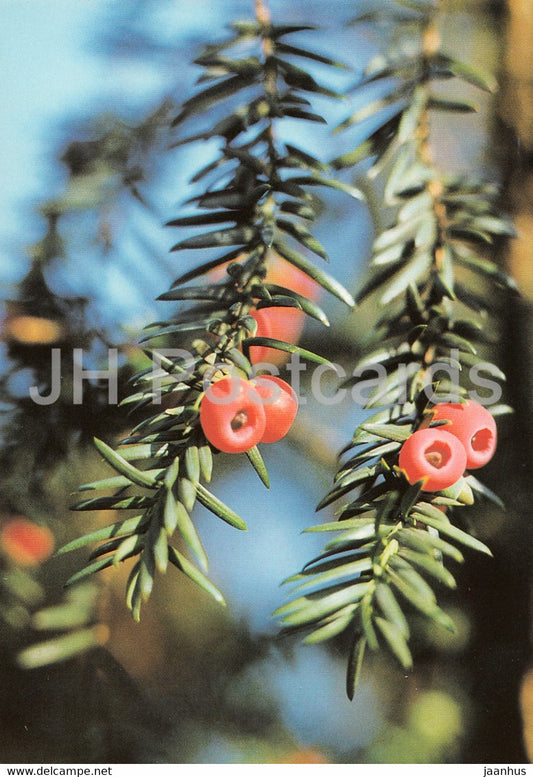 English Yew - Taxus baccata - Geschutzte Pflanzen - Protected plants - DDR Germany - unused - JH Postcards