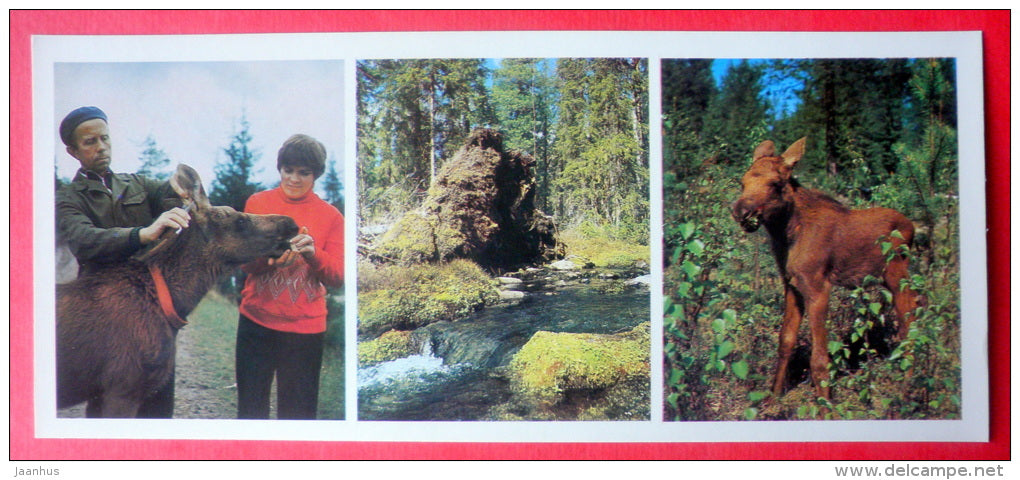 Moose farm - Pechora-Ilych Nature Reserve - Komi Republic - 1982 - Russia USSR - unused - JH Postcards