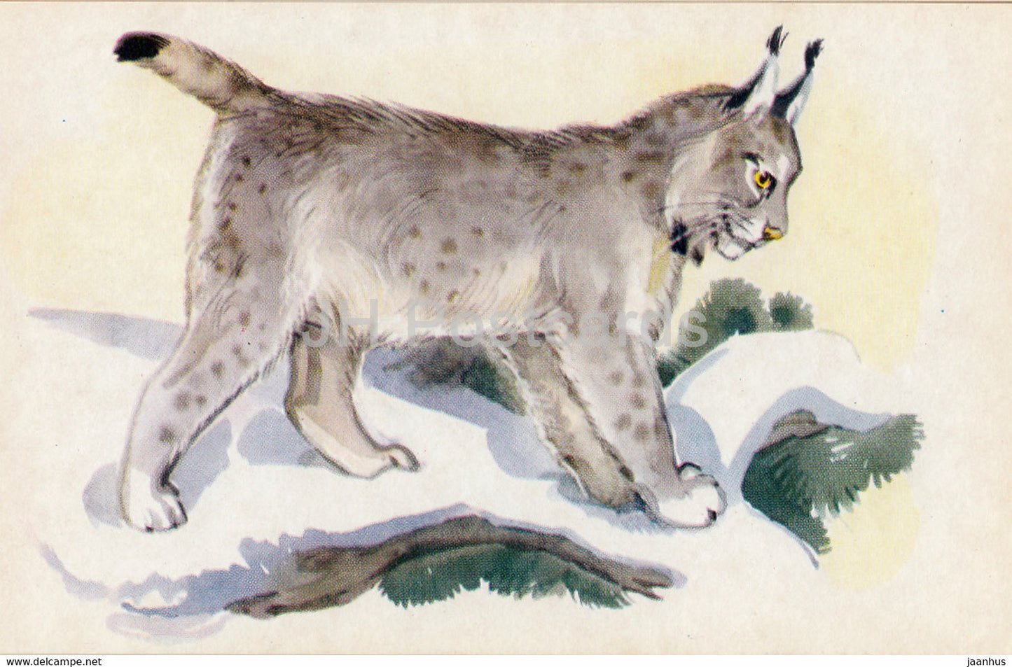 Eurasian lynx - Lynx lynx - illustration - Polar Animals - 1972 - Russia USSR - unused - JH Postcards