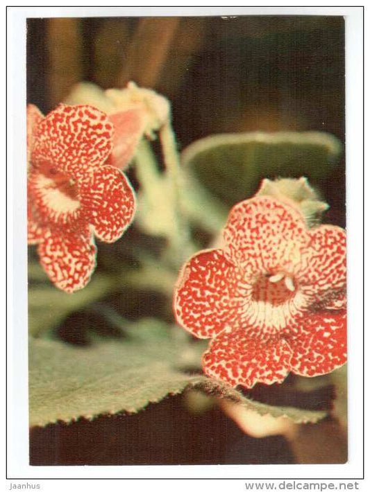 Kohleria - Kohleria bogotensis - houseplants - flowers - 1983 - Russia USSR - unused - JH Postcards