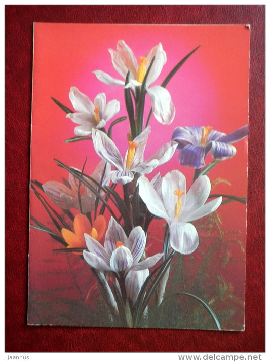 Greeting Card - crocus - flowers - 1984 - Russia USSR - unused - JH Postcards