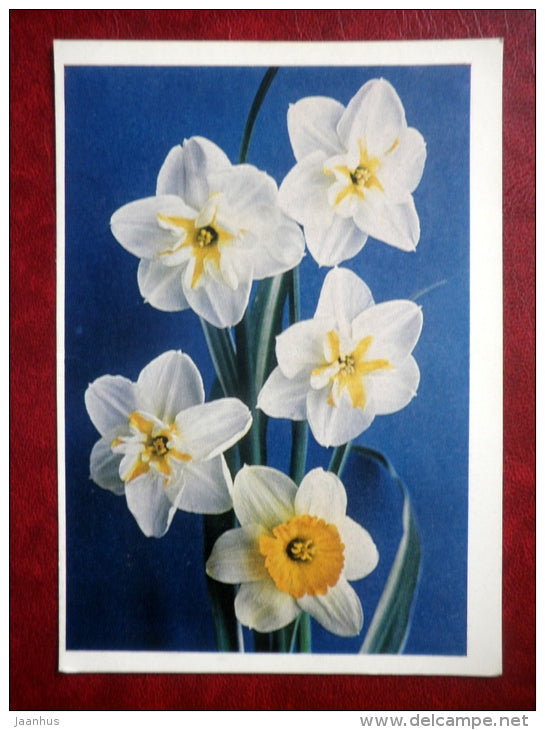 narcissus - flowers - 1978 - Russia USSR - used - JH Postcards