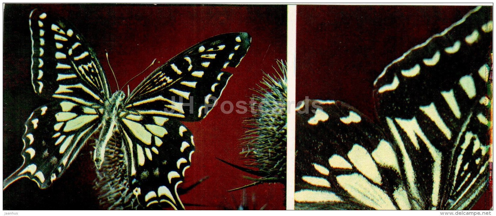 Asian swallowtail - Papilio xuthus - butterfly - 1976 - Russia USSR - unused - JH Postcards