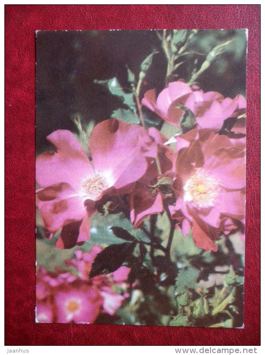 Greeting Card - Rose - Rosa cordesii Dortmund - flowers - 1970 - Estonia USSR - used - JH Postcards