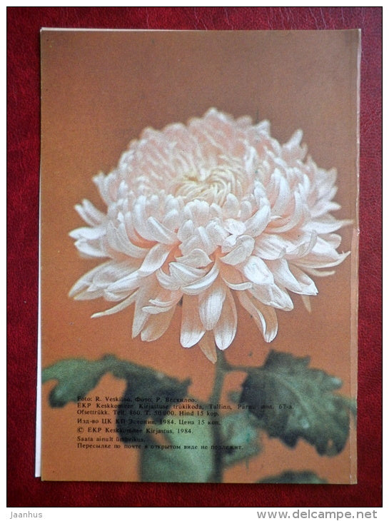 greeting card - chrysantemum - flowers - 1984 - Estonia USSR - unused - JH Postcards