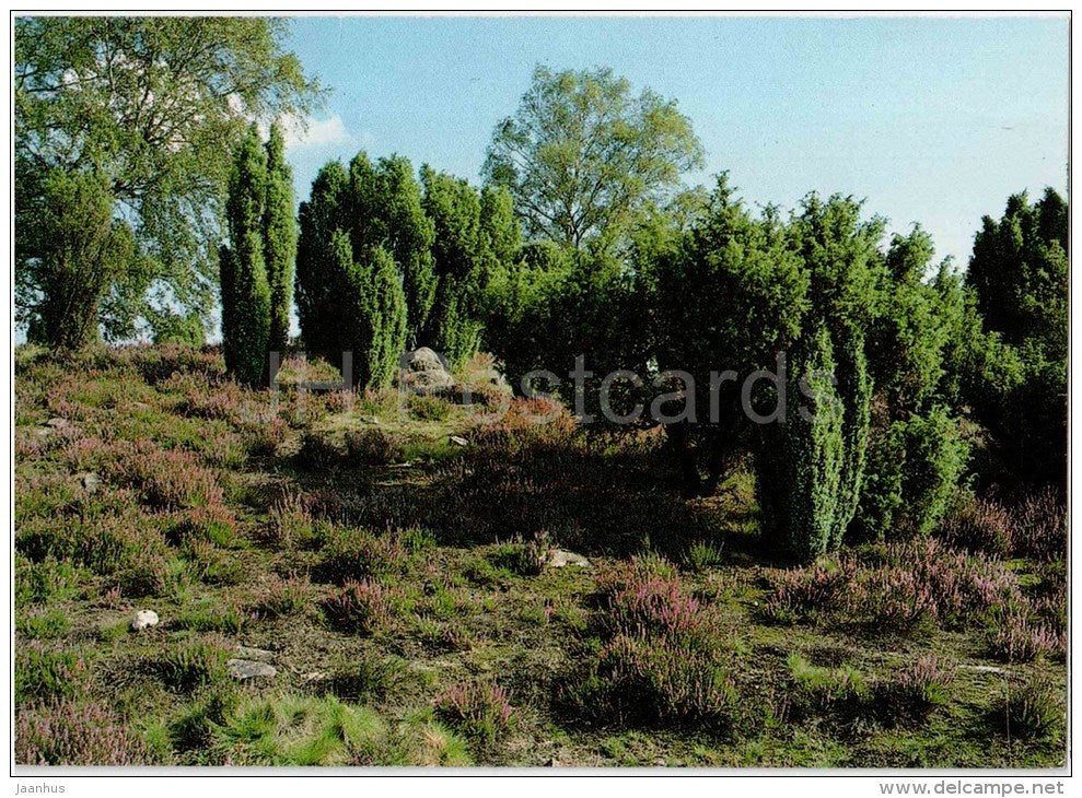 Naturschutzgebiet Lüneburger Heide - Lühei 203 - Germany - 1998 gelaufen - JH Postcards