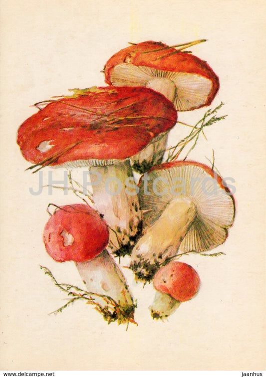 The Sickener Mushroom - Russula emetica - illustration by A. Shipilenko - Mushrooms - 1976 - Russia USSR - unused - JH Postcards