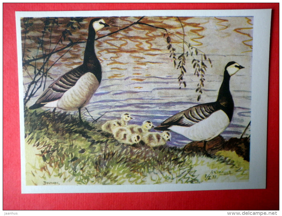 illustration by A. Komarov - Brant Goose - Branta - birds - 1975 - Russia USSR - unused - JH Postcards