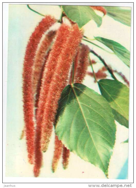 Chenille plant - Acalypha hispida - houseplants - flowers - 1983 - Russia USSR - unused - JH Postcards