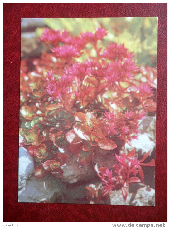 Greeting Card - Sedum spurium - flowers - 1970 - Estonia USSR - used - JH Postcards