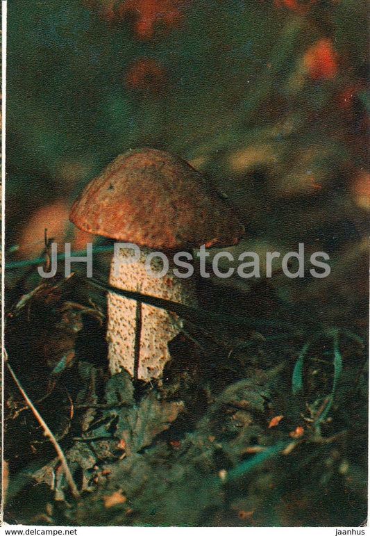 Brown cap boletus Mushroom - Leccinum - Mushrooms - 1980 - Russia USSR - unused - JH Postcards