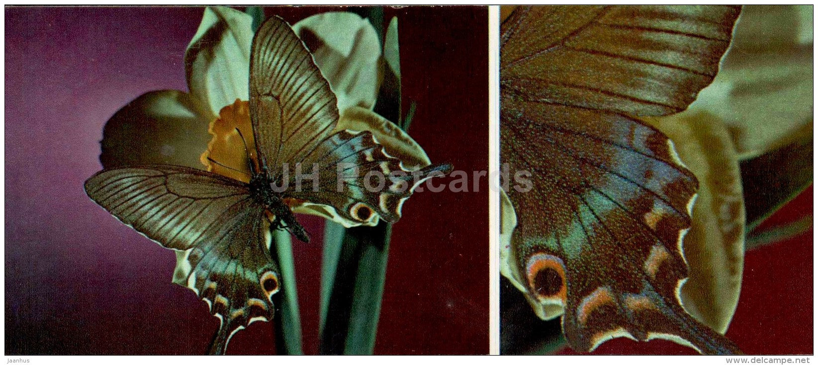 The Alpine Black Swallowtail - Papilio maackii - butterfly - 1976 - Russia USSR - unused - JH Postcards