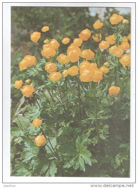 Globe-Flower - Trollius europaeus - Spring Flowers - 1986 - Estonia USSR - unused - JH Postcards