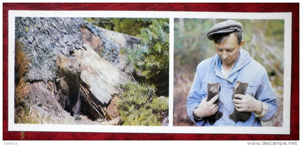 sable - Martes zibellina - Barguzinsky Nature Reserve - near lake Baikal - 1975 - Russia USSR - unused - JH Postcards