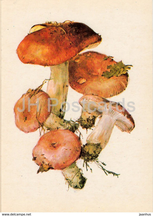 Bare-toothed Russula - Russula vesca - illustration by A. Shipilenko - Mushrooms - 1976 - Russia USSR - unused - JH Postcards