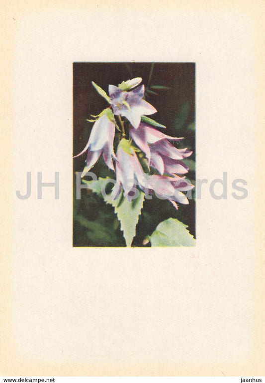 Bellflower - Campanula - plants - flowers - Latvia USSR - unused - JH Postcards