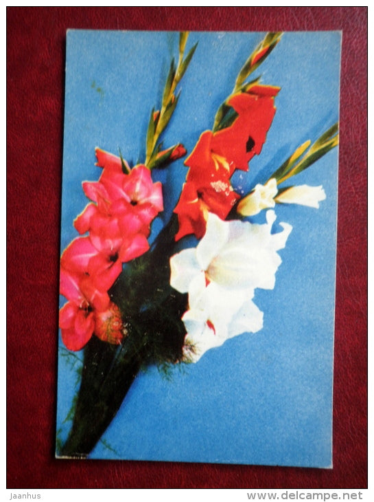 Greeting Card - gladiolus - flowers - 1971 - Russia USSR - used - JH Postcards