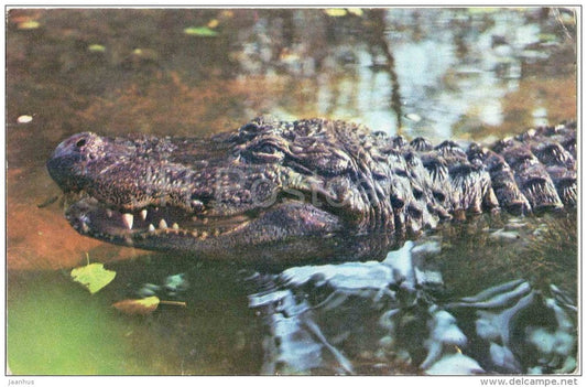 American alligator - Alligator mississippiensis - Zoo - 1973 - Russia USSR - unused - JH Postcards